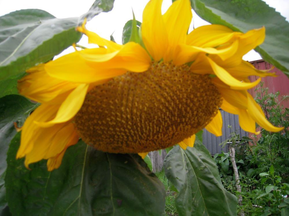 a sunflower